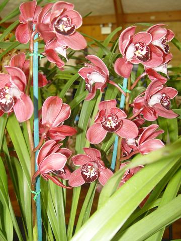 orchids-june10 008.JPG